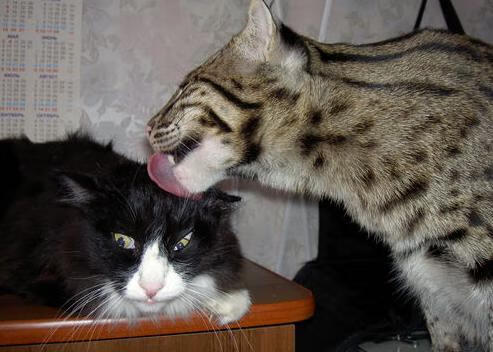 韩国基础教育体系获国际认可,韩国基础教育的教学改革