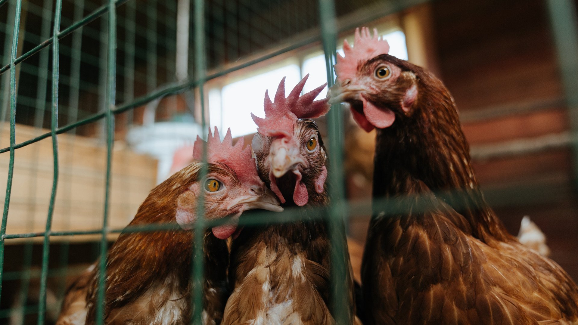 爱游戏下载-马赛成功逆转国际米兰，创造奇迹，马赛主场球迷