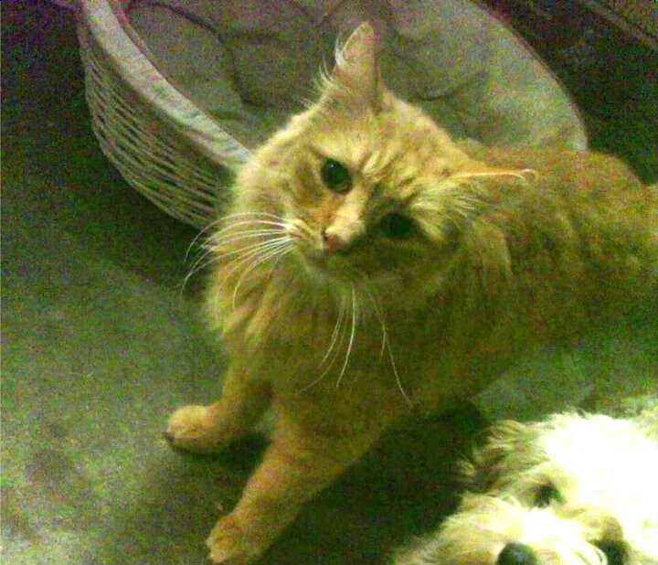 AYX体育-西甲裁判使用语义转换系统提升非母语交流精度研究，意甲主裁判