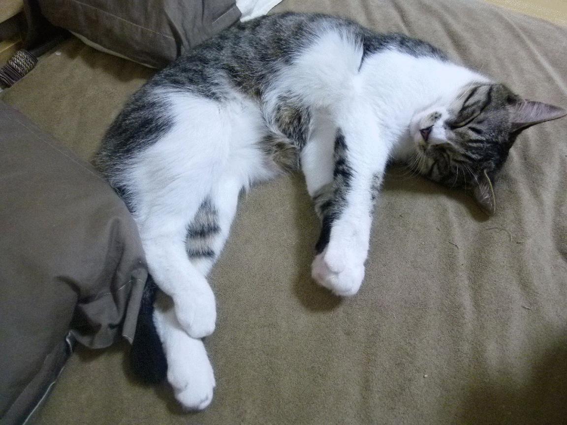 AYX GAME-Chinese Taipei乒乓战术：高效发球与接发球技巧