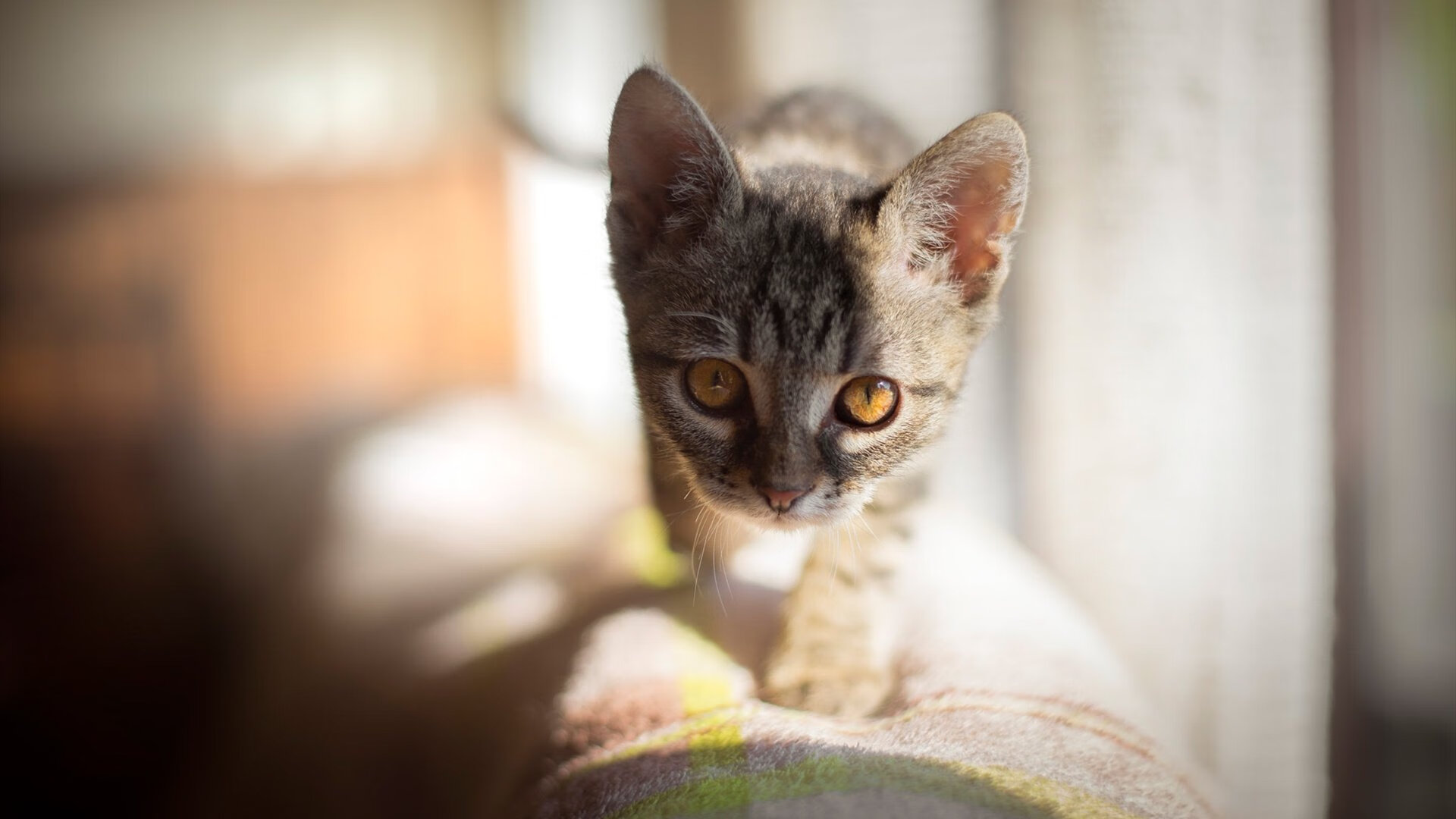 职业球员商业化影响竞技重心，商业化对现代足球运动发展的影响