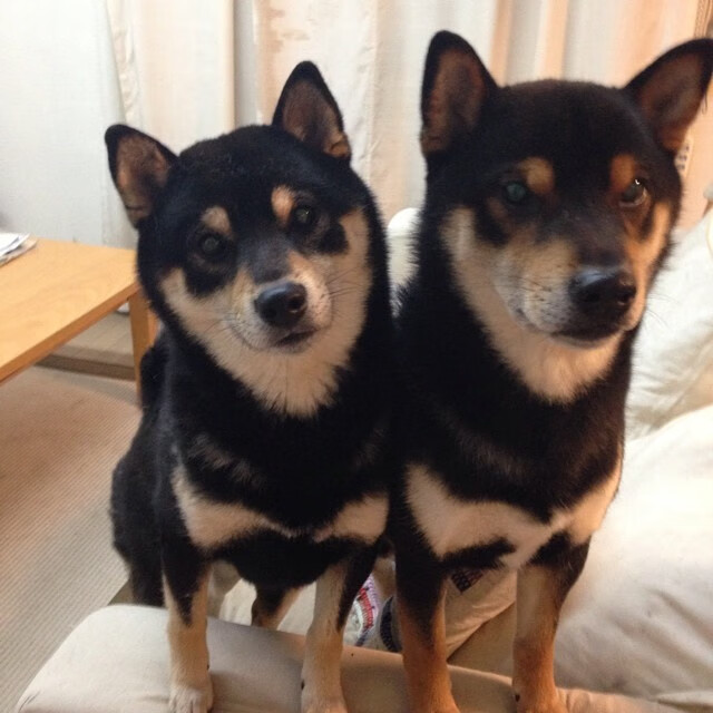 乔治·巴尔:全黑队战术执行的关键球员,场上视野出色,乔治巴德优