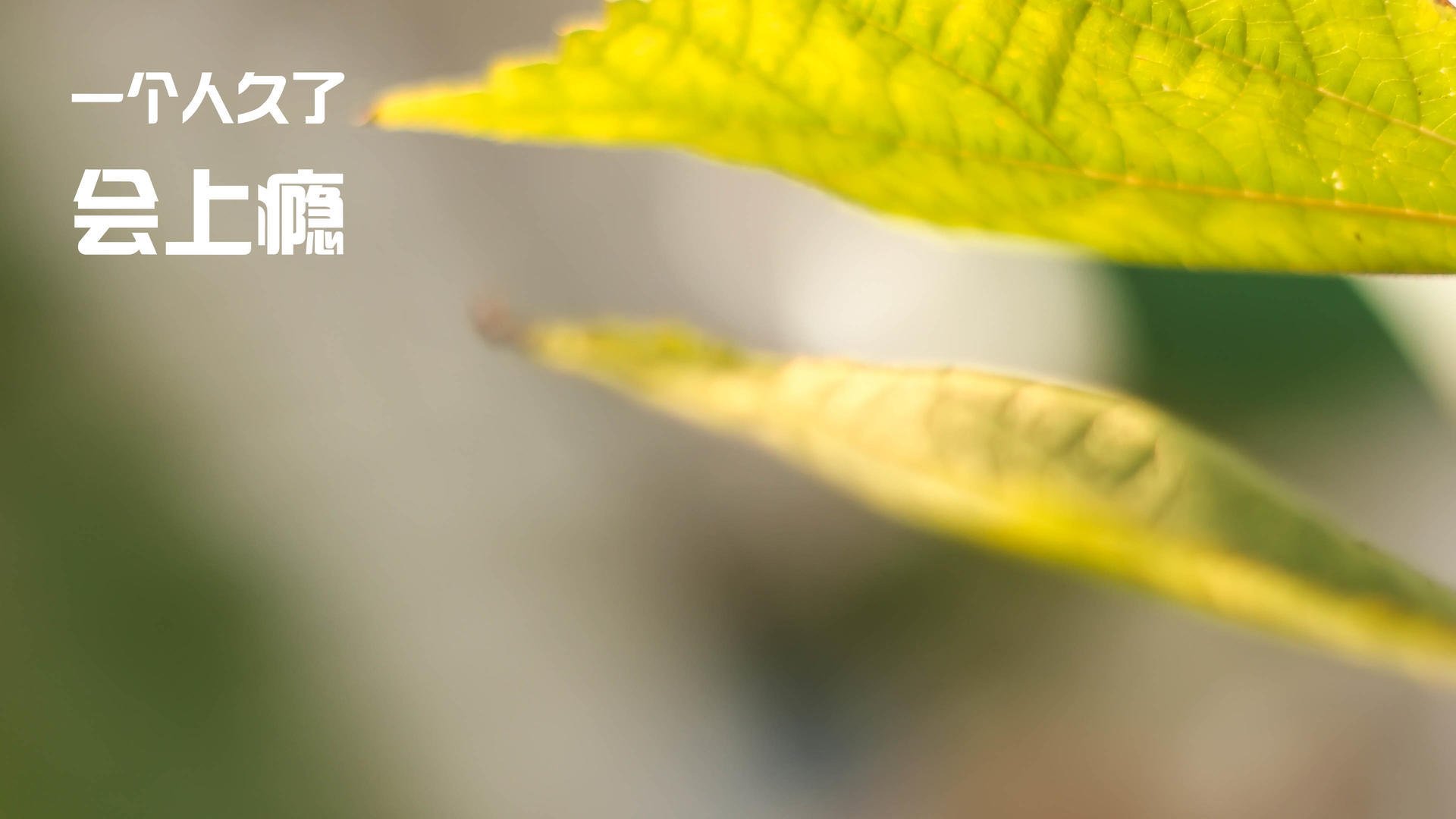 多功能足球场设计新理念,融合城市景观和休闲体验,多功能球场造价