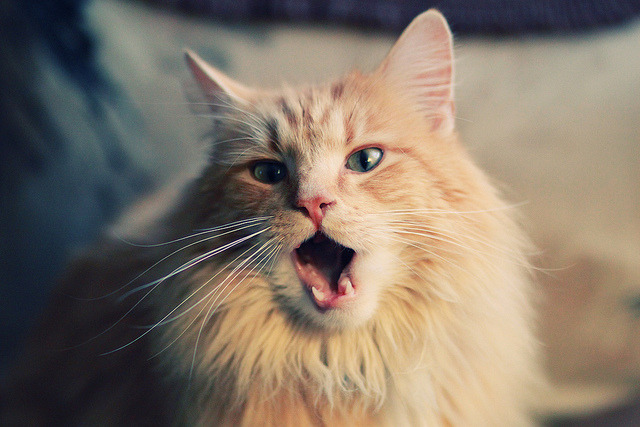 斯洛伐克女篮在欧洲预赛中表现优异,期待奥运佳绩到来,斯洛伐克u20女篮