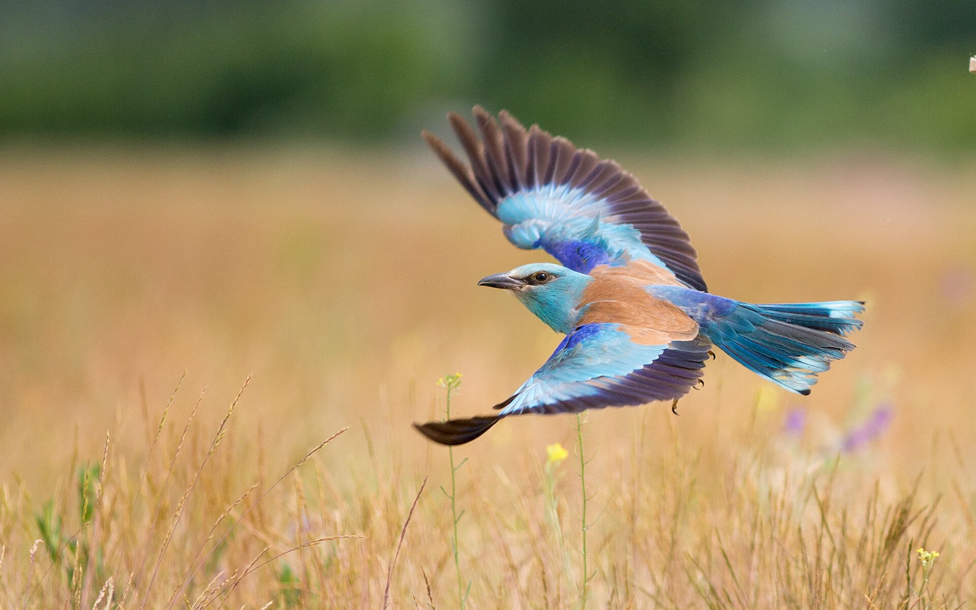 欧洲各国联赛激战正酣,豪门对垒不断,期待精彩表演,欧洲各球队联赛