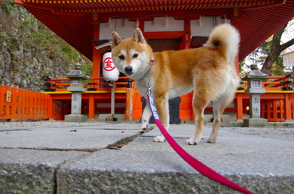 欧洲冠军杯八强赛全面开启,强队争锋相对,欧洲冠军联赛2020-2021八强